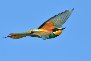 Avrupa arı kuşugiller (arı kuşu Apiaster) açık