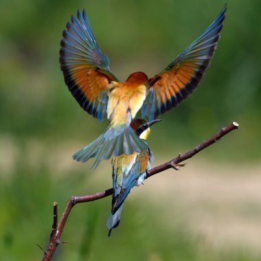 doğal yaşam alanı olarak Avrupa arı kuşugiller (arı kuşu apiaster)