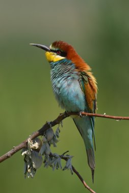 doğal yaşam alanı olarak Avrupa arı kuşugiller (arı kuşu apiaster)