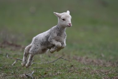 cute lamb on field clipart