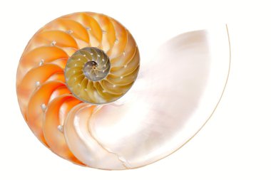 Beyaz arka plan üzerinde izole nautilus kabuğu