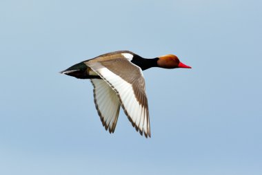 Kırmızı ibikli Pochard (Netta rufina)