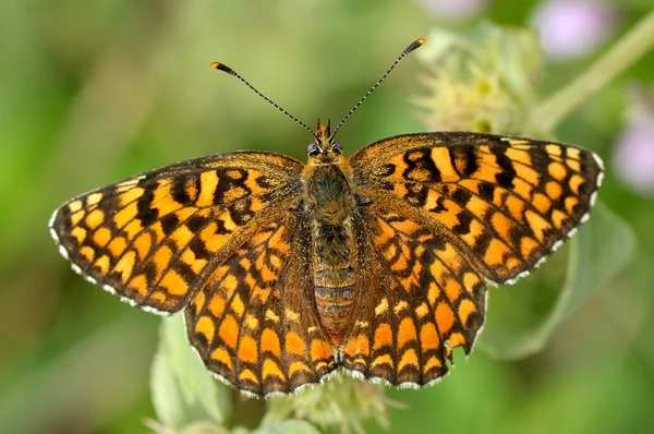 Papillon dans l'habitat naturel (melitaea aethera ) — Photo