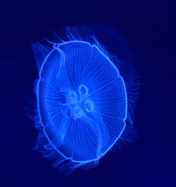 Image sous-marine de méduses de lune dans l'eau — Photo