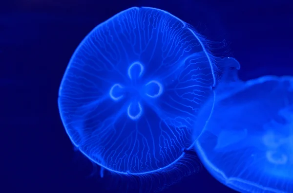 Imagen submarina de medusas lunares en el agua — Foto de Stock