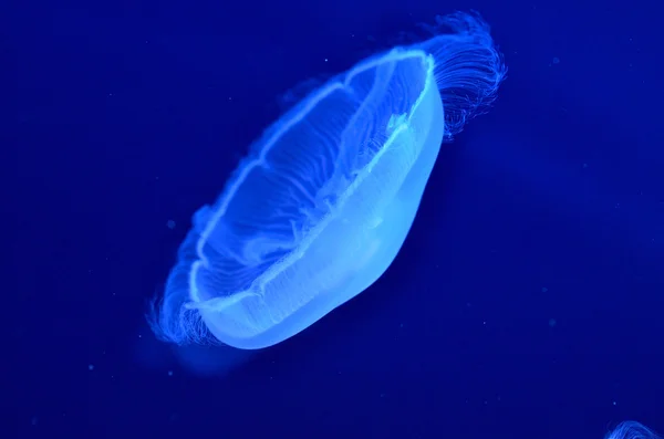 Immagine subacquea delle meduse lunari nell'acqua — Foto Stock