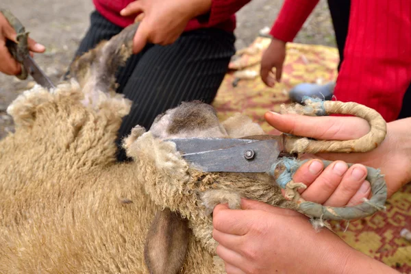 Стричь овец ножницами — стоковое фото