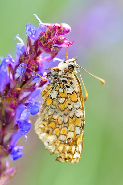 Butterfly in natural habitat (melitaea aethera) — Stock Photo, Image