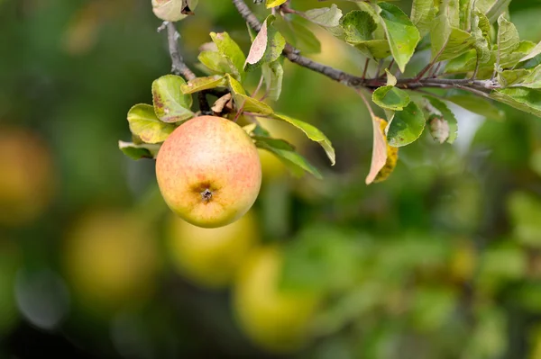 Fresh apples on branch — Stock Photo, Image