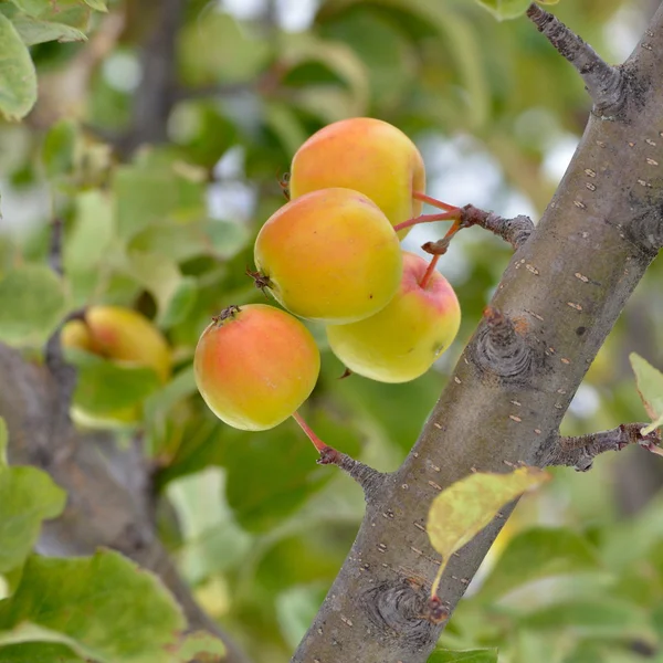 Manzanas frescas en rama — Foto de Stock