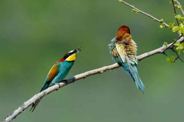 Vlha pestrá (Merops Apiaster) venkovní — Stock fotografie