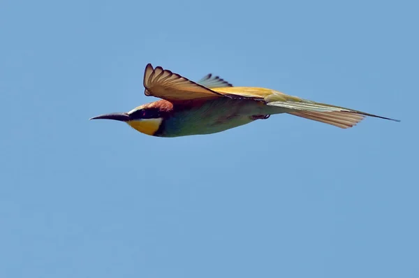 Comedor de abelhas europeu (Merops Apiaster) ao ar livre — Fotografia de Stock