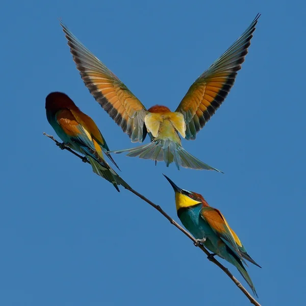 Comedor de abelhas europeu (Merops Apiaster) ao ar livre — Fotografia de Stock