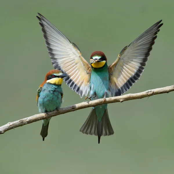 European bee-eater (Merops Apiaster) in natural habitat — Stock Photo, Image