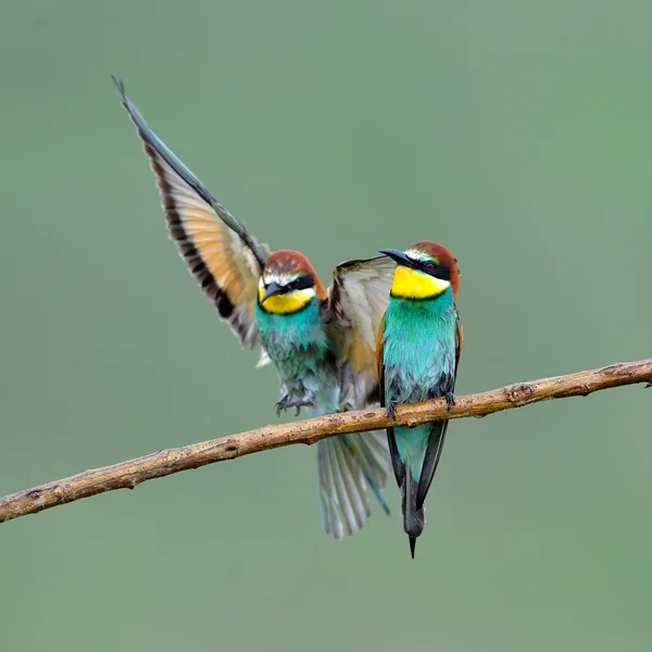 Abejeros europeos (Merops Apiaster) al aire libre — Foto de Stock