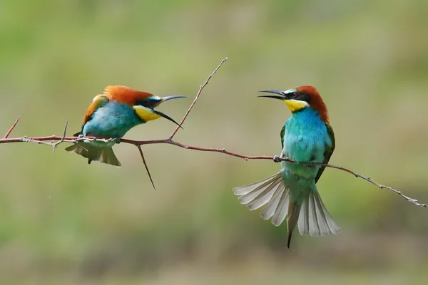 Mangeur d'abeilles européen (Merops Apiaster) dans l'habitat naturel — Photo