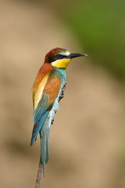 Avrupa arı kuşugiller (arı kuşu Apiaster) açık — Stok fotoğraf