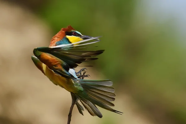 유럽 병 (Merops Apiaster) 야외 — 스톡 사진