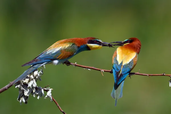 Mangeur d'abeilles européen (Merops Apiaster) en plein air — Photo