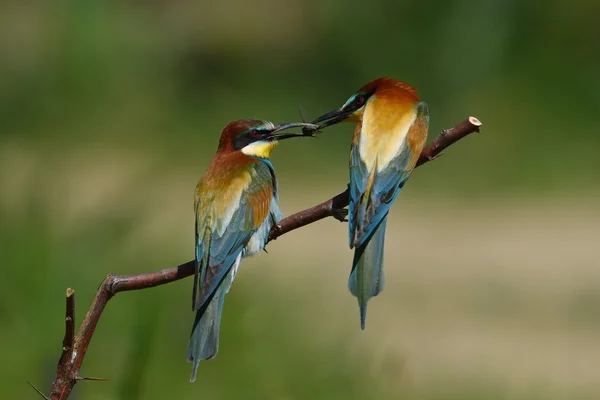 European bee-eater (Merops Apiaster) in natural habitat — Stock Photo, Image