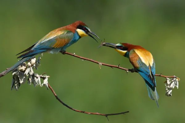 Vlha pestrá (merops apiaster) v přirozeném prostředí — Stock fotografie