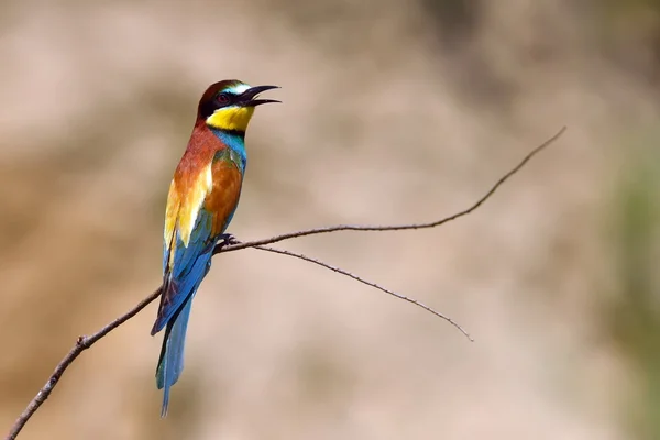 Apicultor europeo (Merops Apiaster) al aire libre — Foto de Stock