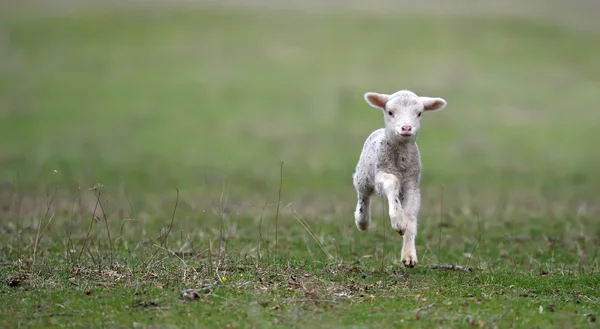 Aranyos bárány a mezőben — Stock Fotó