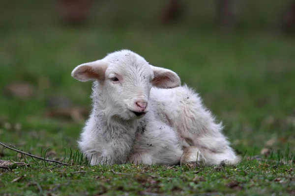 Cute lamb on field — Stock Photo, Image