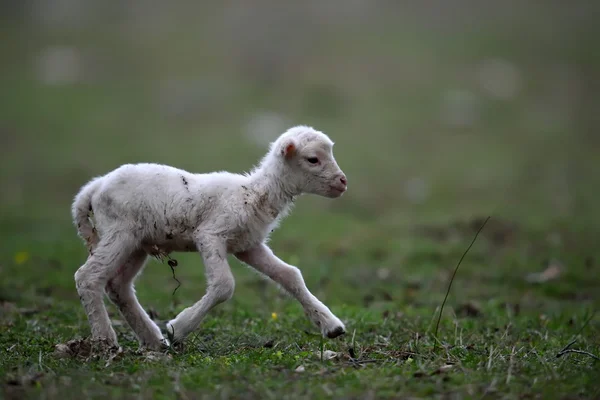 Schattig lam op veld — Stockfoto