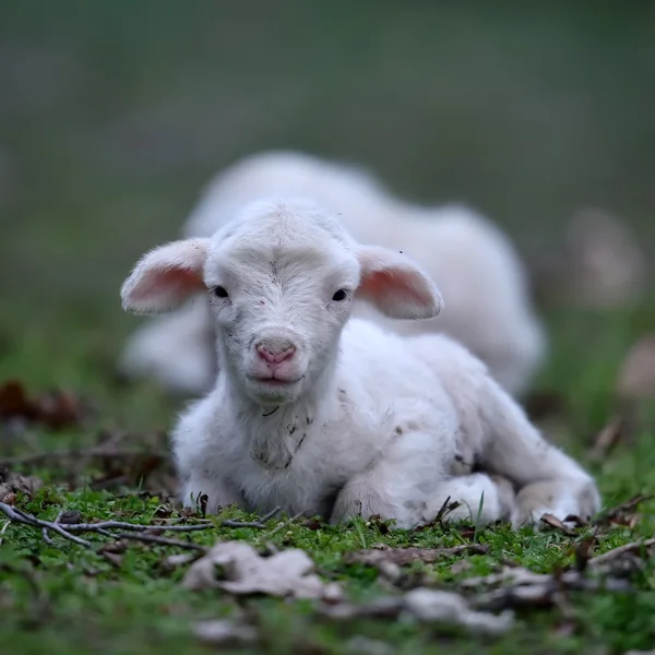 Agnello carino sul campo — Foto Stock