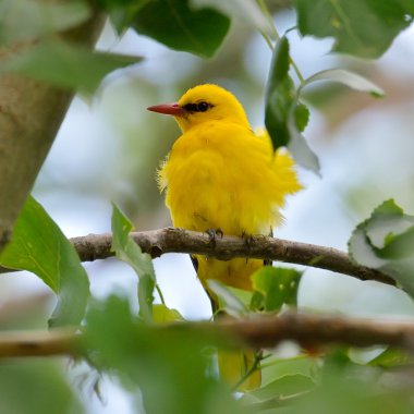 Sarıasma (Oriolus oriolus doğal ortamlarında)