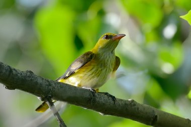 Sarıasma (Oriolus oriolus doğal ortamlarında)