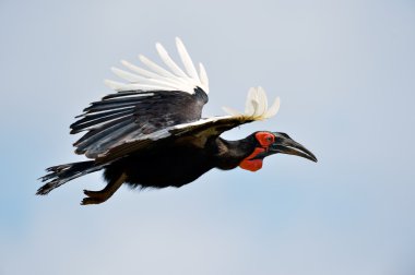 uçan Kartallar yaz aylarında açık