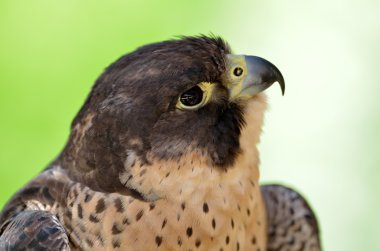 Peregrine falcon portre