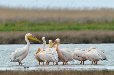 doğal ortamlarda pelikanlar