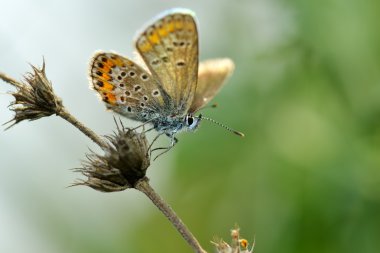 Kelebek doğal ortamlarında (plebejus argus)