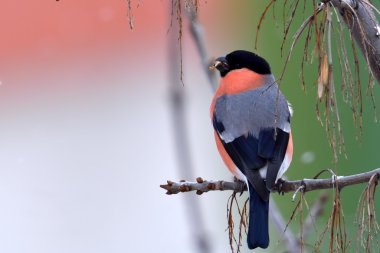 Bayağı şakrak kuşu (Pyrrhula pyrrhula) doğal ortamlarında