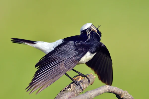 Pied wheatear (Oenanthe pleschanka) — Stock Photo, Image