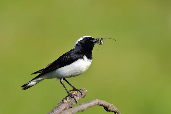 Grano segato (Oenanthe pleschanka ) — Foto Stock