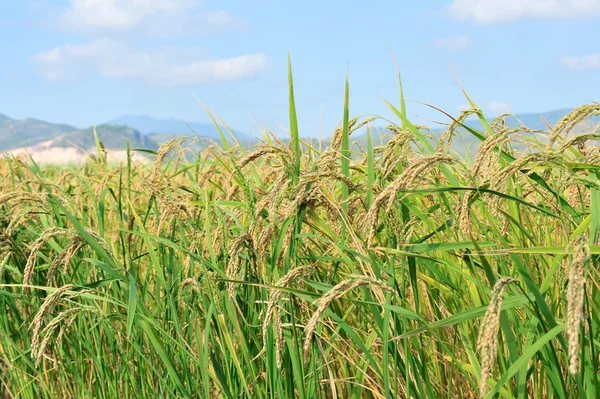 Gros plan de riz sur la plantation — Photo