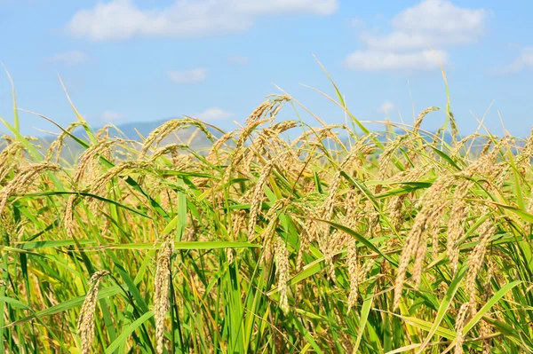 Nahaufnahme von Reis auf Plantage — Stockfoto