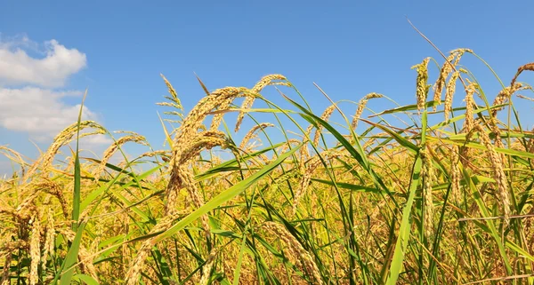 Primer plano del arroz en la plantación —  Fotos de Stock