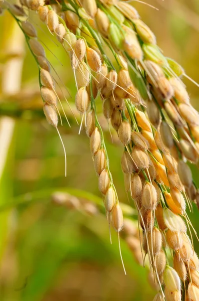 Closeup ρυζιού στη φυτεία — Φωτογραφία Αρχείου