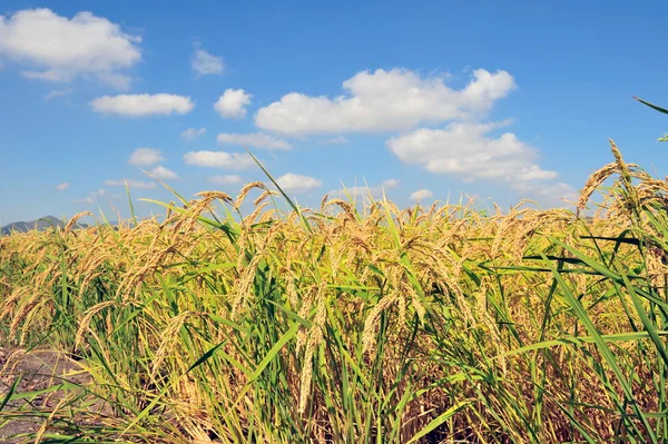 Nahaufnahme von Reis auf Plantage — Stockfoto