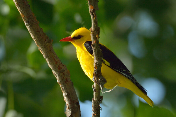 Золотой Ориол в естественной среде обитания (Oriolus oriolus)
)