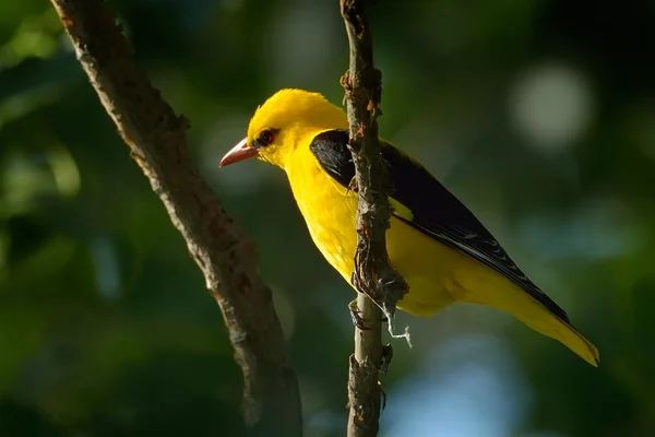 Oriole doré dans l'habitat naturel (Oriolus oriolus ) — Photo