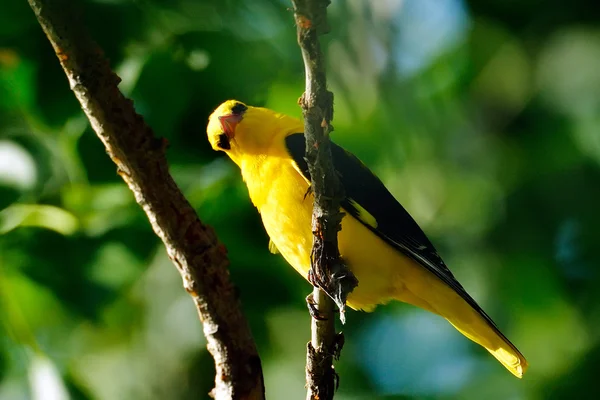 Золотой Ориол в естественной среде обитания (Oriolus oriolus) ) — стоковое фото