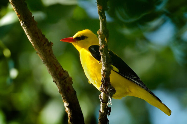 Золотой Ориол в естественной среде обитания (Oriolus oriolus)
)