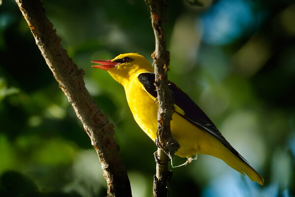 Золотой Ориол в естественной среде обитания (Oriolus oriolus)
)