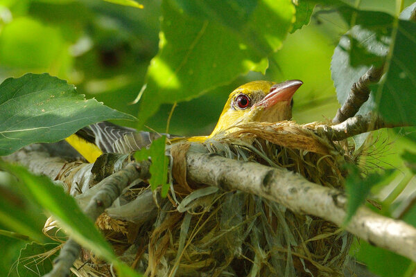 Золотой Ориол в естественной среде обитания (Oriolus oriolus)
)